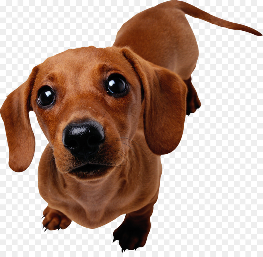 Dachshund Rottweiler Pet sitting Cat Horse - Dog png download - 1024*985 - Free Transparent Dachshund png Download.
