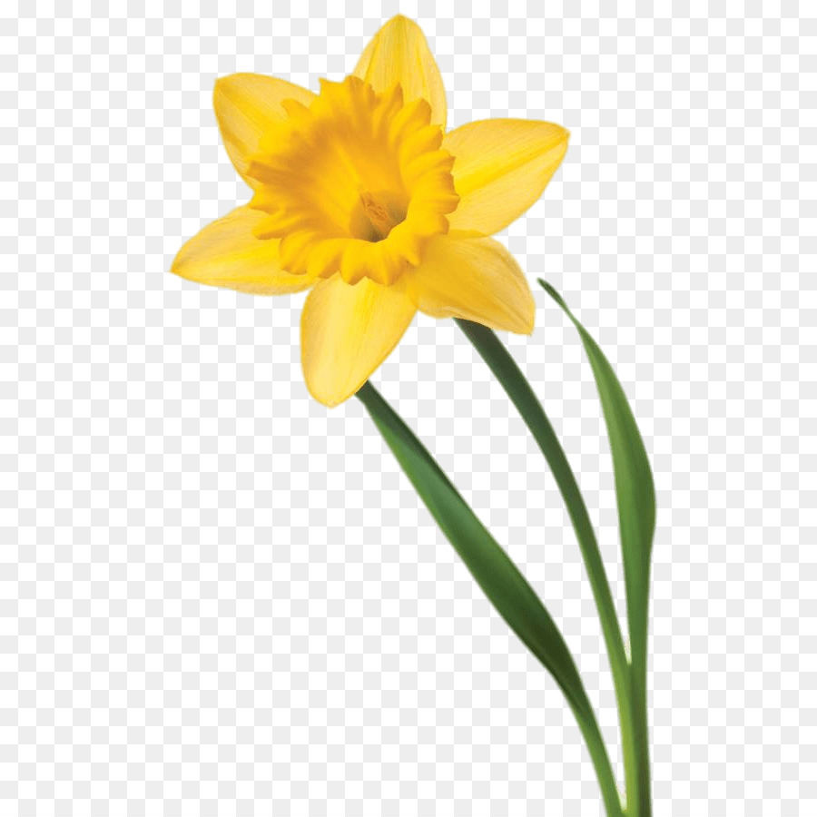 Daffodil Flower Clip art - daffodil png download - 601*900 - Free Transparent Daffodil png Download.