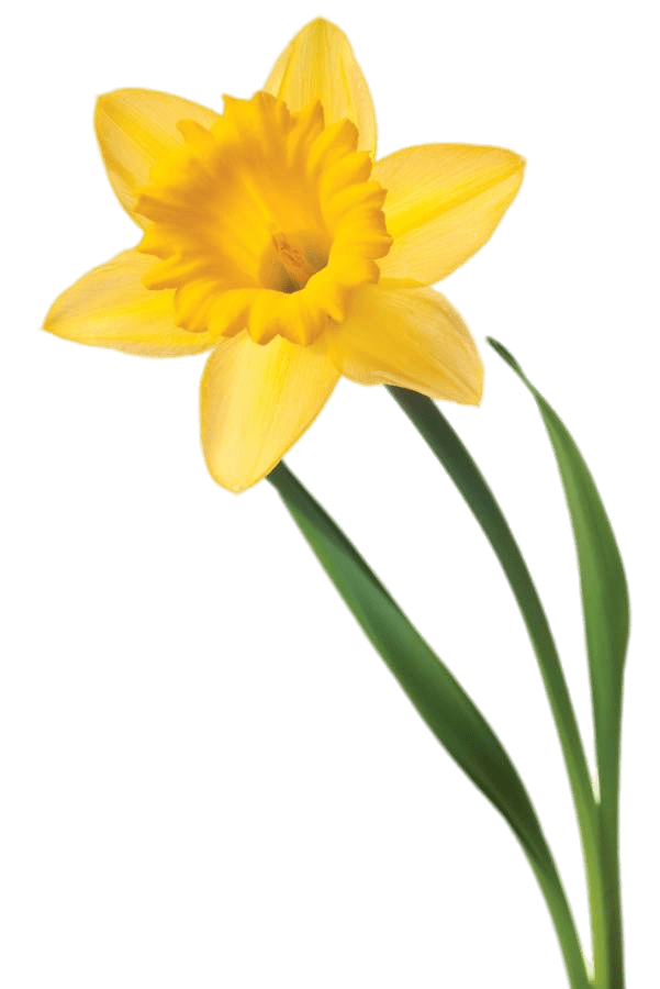 Daffodil Flower Clip art - daffodil png download - 601*900 - Free ...