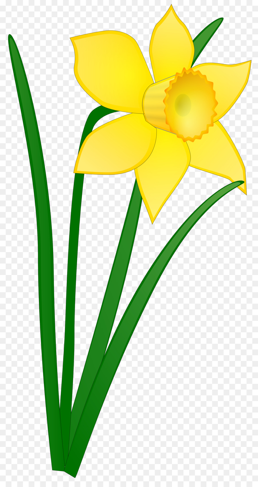Daffodil Clip art - daffodil clip art png download - 1969*3684 - Free Transparent Daffodil png Download.