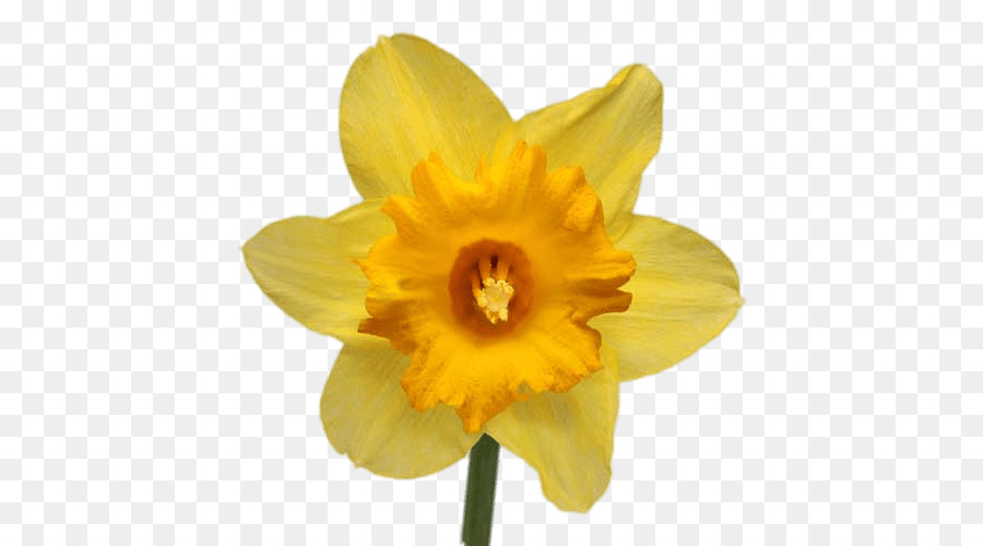 The Daffodil Festival Narcissus jonquilla Narcissus papyraceus Flower Lilium - daffodil png download - 500*500 - Free Transparent Daffodil Festival png Download.