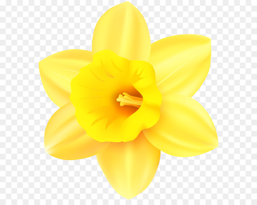 Narcissus Yellow Petal - Daffodil PNG Transparent Clip Art Image png download - 5502*6000 - Free Transparent Narcissus png Download.
