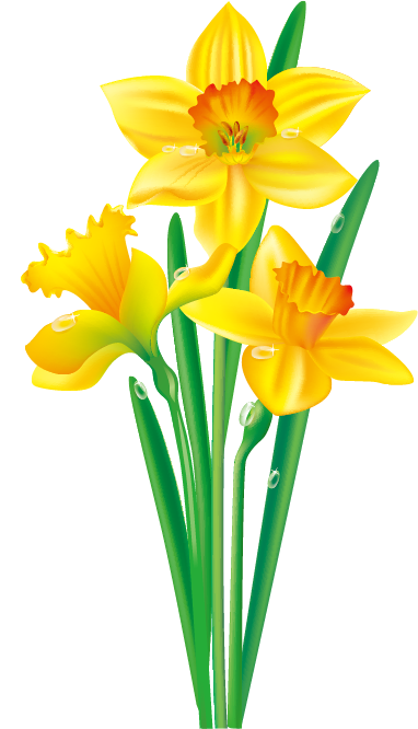 Daffodil Flower Drawing Clip art - Floral border design png download ...