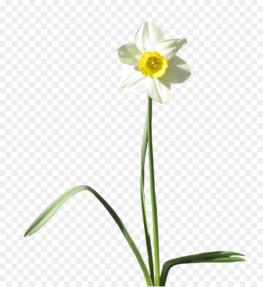 Daffodil Desktop Wallpaper Clip art - daffodil png download - 800*978 - Free Transparent Daffodil png Download.