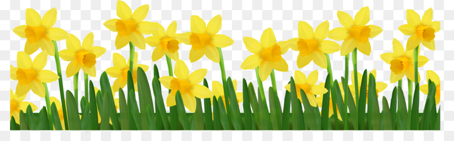 Daffodil Clip art - Daffodils Pictures png download - 4200*1283 - Free Transparent Daffodil png Download.