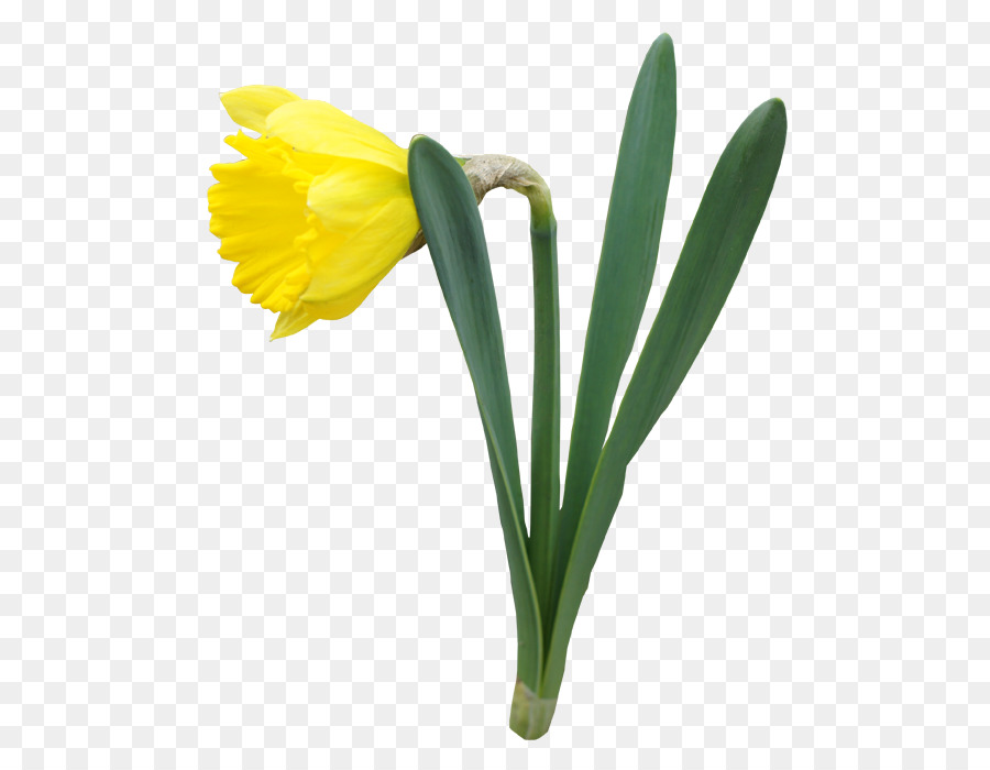 Daffodil Flower Clip art - flower png download - 561*687 - Free Transparent Daffodil png Download.