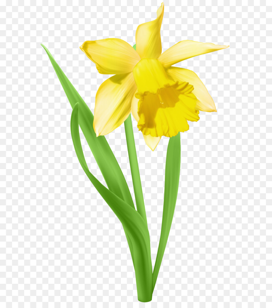 Daffodil Clip art - Daffodil Transparent PNG Clip Art Image png download - 5153*8000 - Free Transparent I Wandered Lonely As A Cloud png Download.