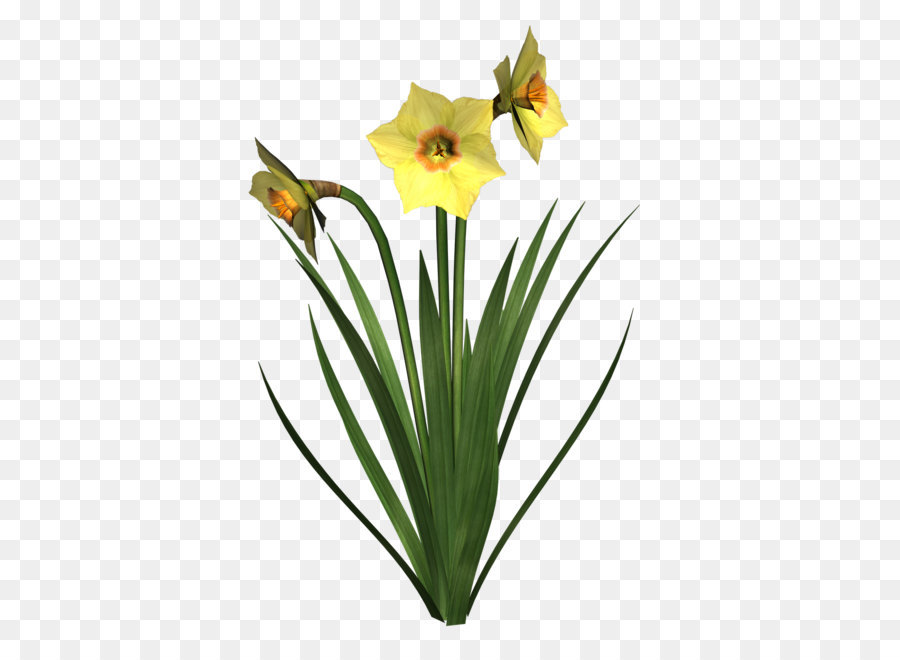 Daffodil Flower Clip art - Daffodils Free Png Image png download - 1600*1600 - Free Transparent Narcissus Jonquilla png Download.