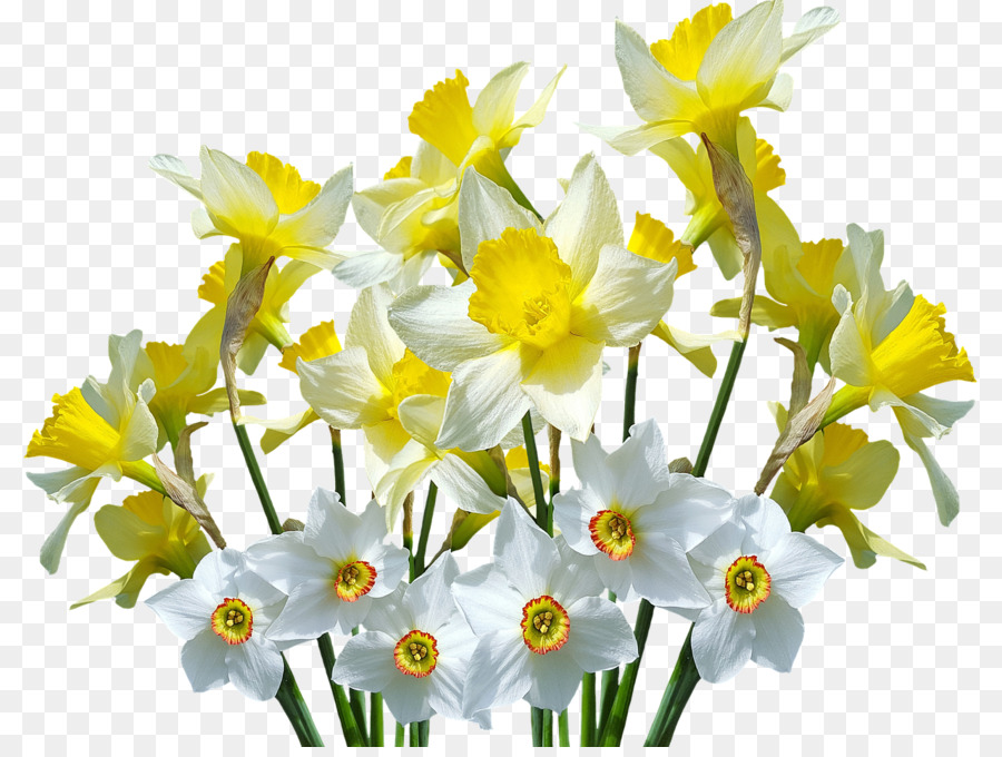 Wild daffodil Flower - flower png download - 1280*954 - Free Transparent Wild Daffodil png Download.