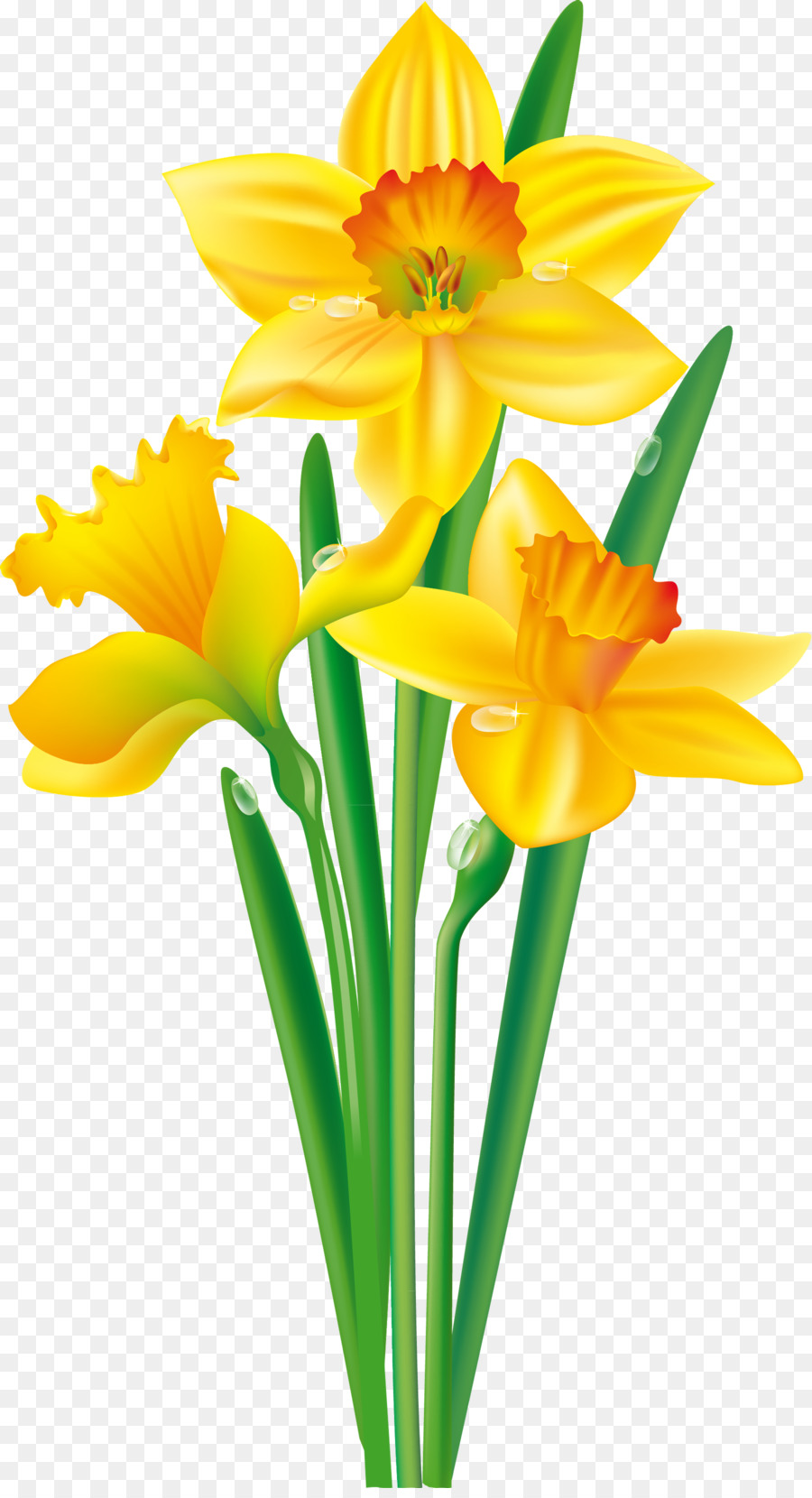 Flower Daffodil Bulb Clip art - daffodil png download - 1695*3106 - Free Transparent Flower png Download.