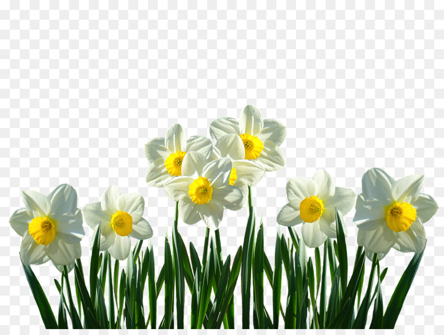 Wild daffodil Cut flowers Tulip Plant - flower png download - 960*712 - Free Transparent Wild Daffodil png Download.