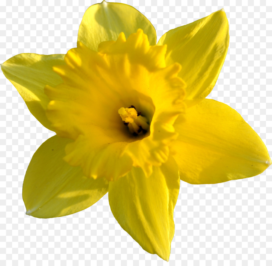 Daffodil Clip art - Daffodil Images png download - 2545*2451 - Free ...