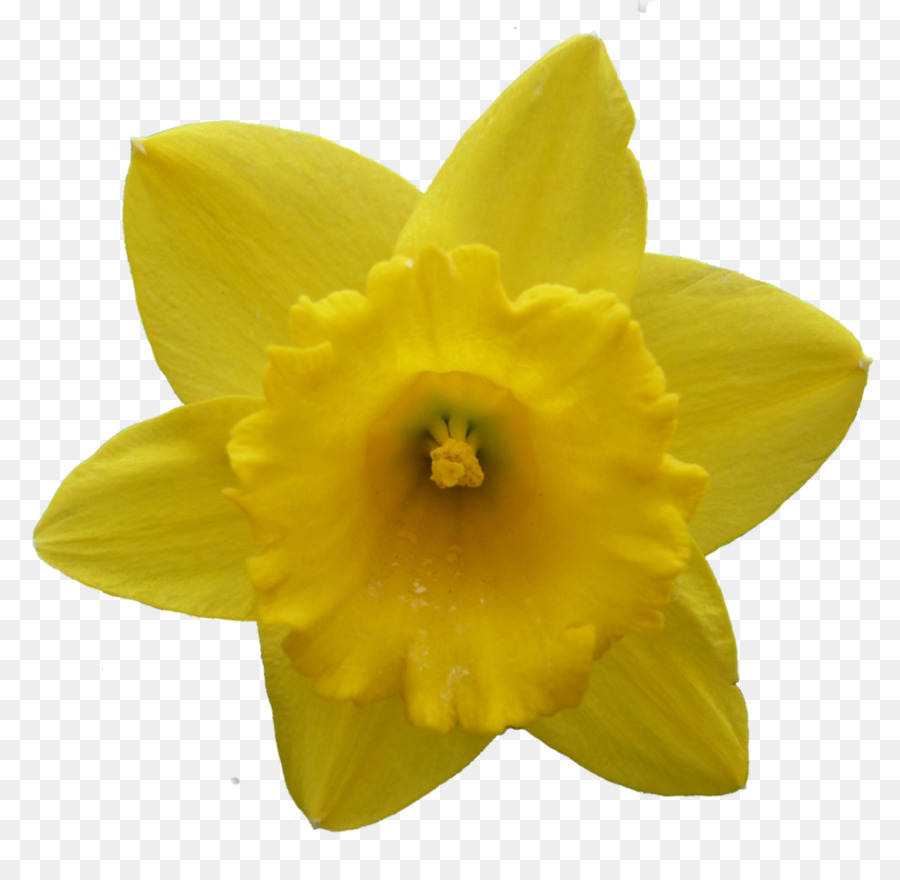 Free Daffodil Transparent Background, Download Free Daffodil ...