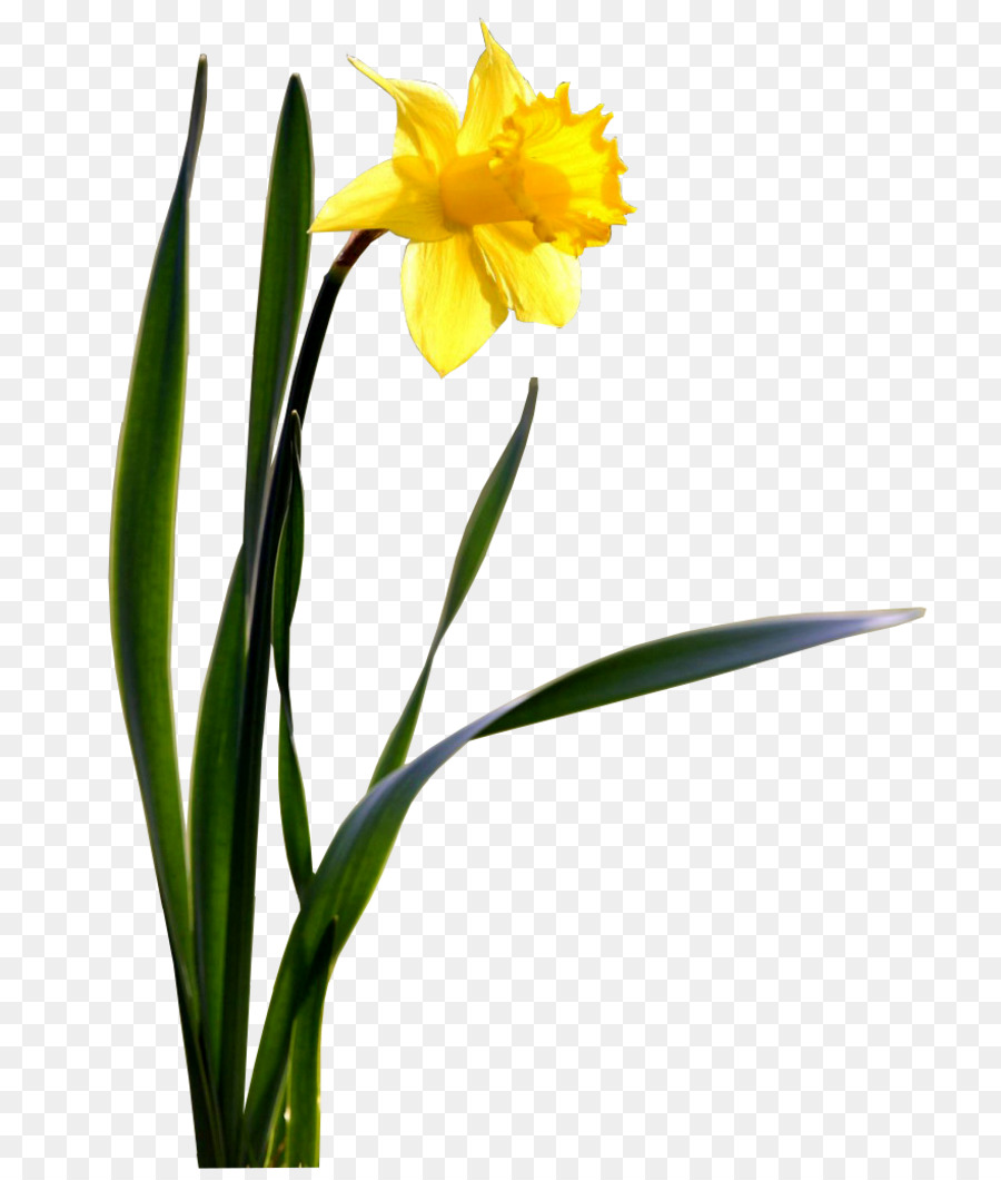 Flower Daffodil Desktop Wallpaper - daffodil png download - 800*1050 - Free Transparent Flower png Download.