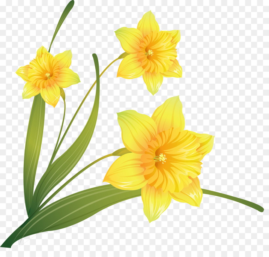 Daffodil Clip art - others png download - 2671*2500 - Free Transparent Daffodil png Download.