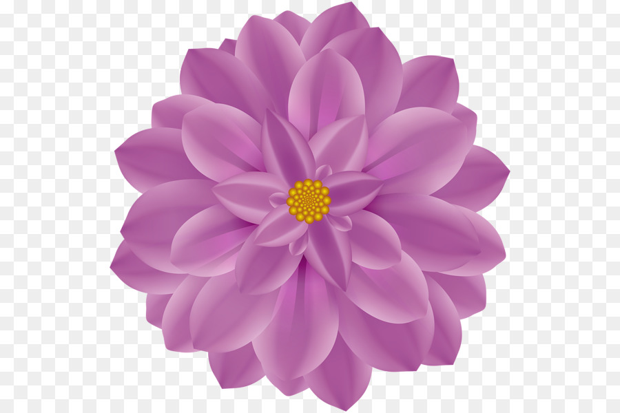 Dahlia Flower Clip art - flower png download - 586*600 - Free Transparent Dahlia png Download.