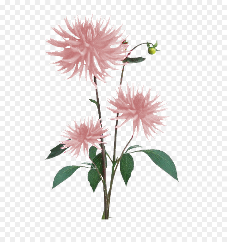 Flower Plant Dahlia Color - pink light png download - 773*951 - Free Transparent Flower png Download.
