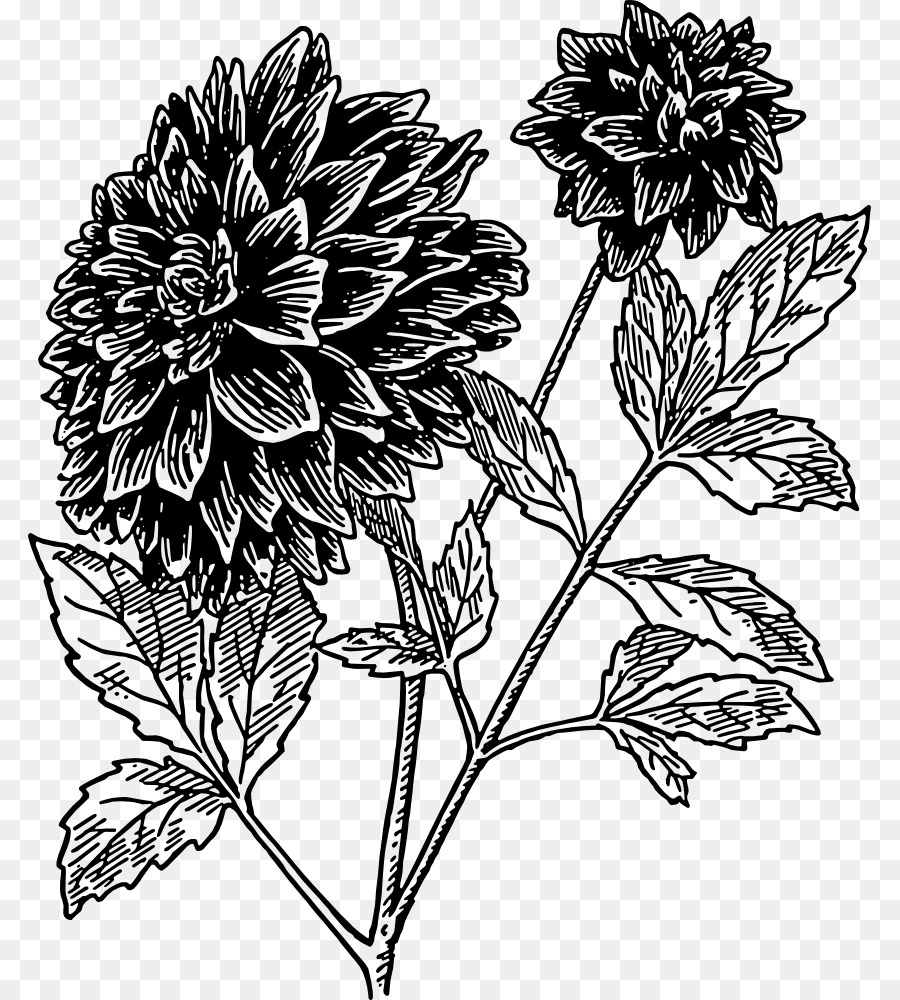 Dahlia Flower Drawing Clip art - dahlia png download - 843*1000 - Free Transparent Dahlia png Download.