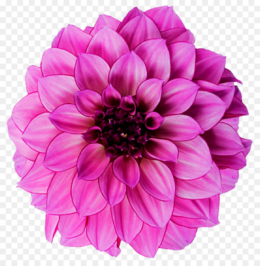 Dahlia Flower Royalty-free Photography - pink light png download - 877*911 - Free Transparent Dahlia png Download.