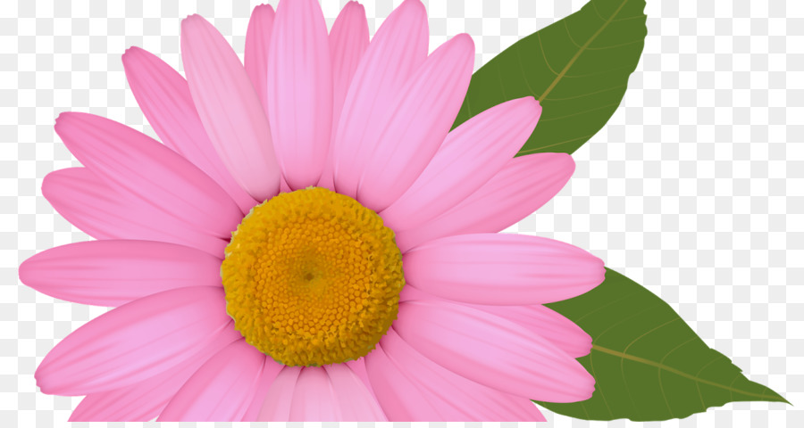 Common daisy Clip art - daisies png download - 1200*630 - Free Transparent Common Daisy png Download.