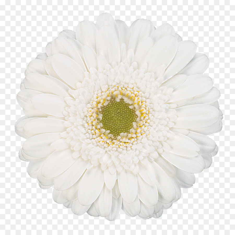 Transvaal daisy White Cut flowers Common daisy - daisies png download - 1100*1100 - Free Transparent Transvaal Daisy png Download.