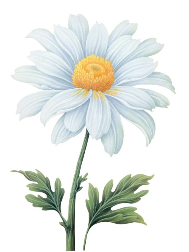 Common daisy Flower Transvaal daisy - Watercolor flowers png download ...