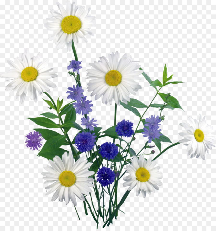Clip art - daisies png download - 1020*1080 - Free Transparent Chamomile png Download.