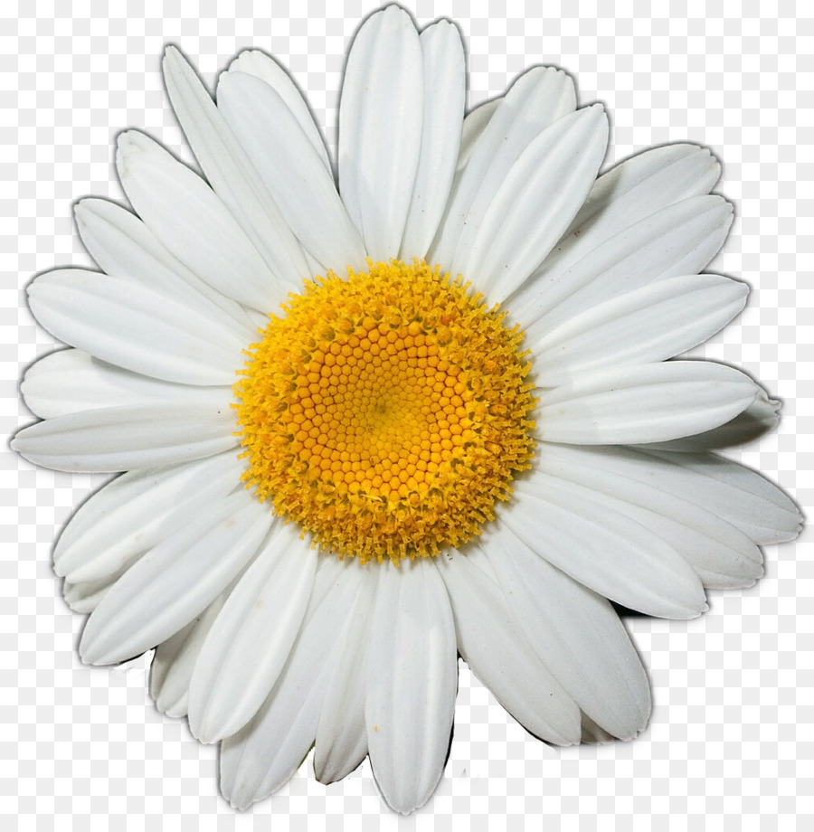 Common daisy Flower Clip art - daisy png download - 1023*1043 - Free ...