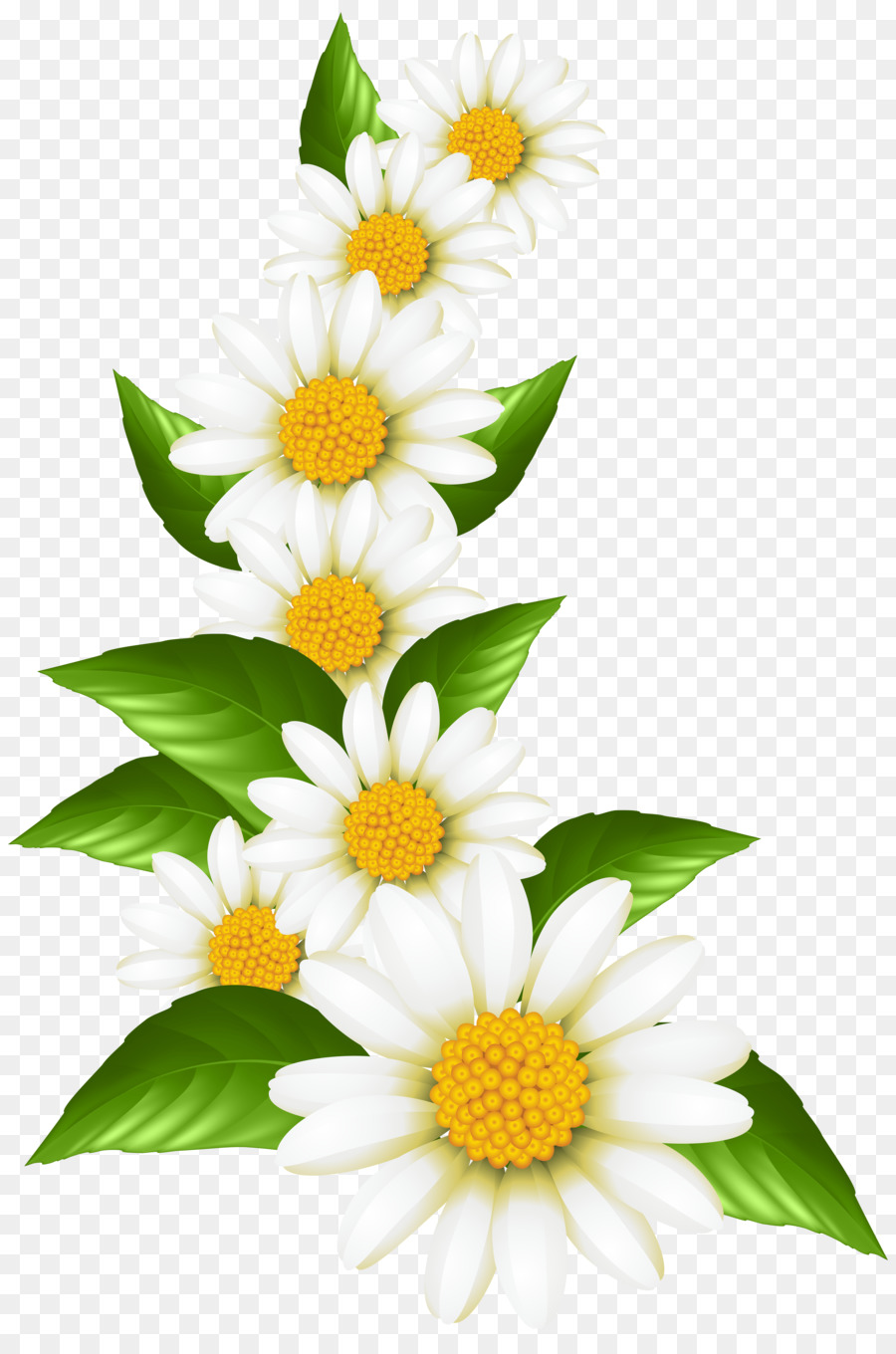 Art museum Oxeye daisy Clip art - transparent decorative drawing png download - 5347*8000 - Free Transparent  png Download.