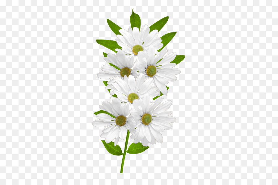 Flower Common daisy Clip art - White Daisies Clipart png download - 600*600 - Free Transparent Flower png Download.