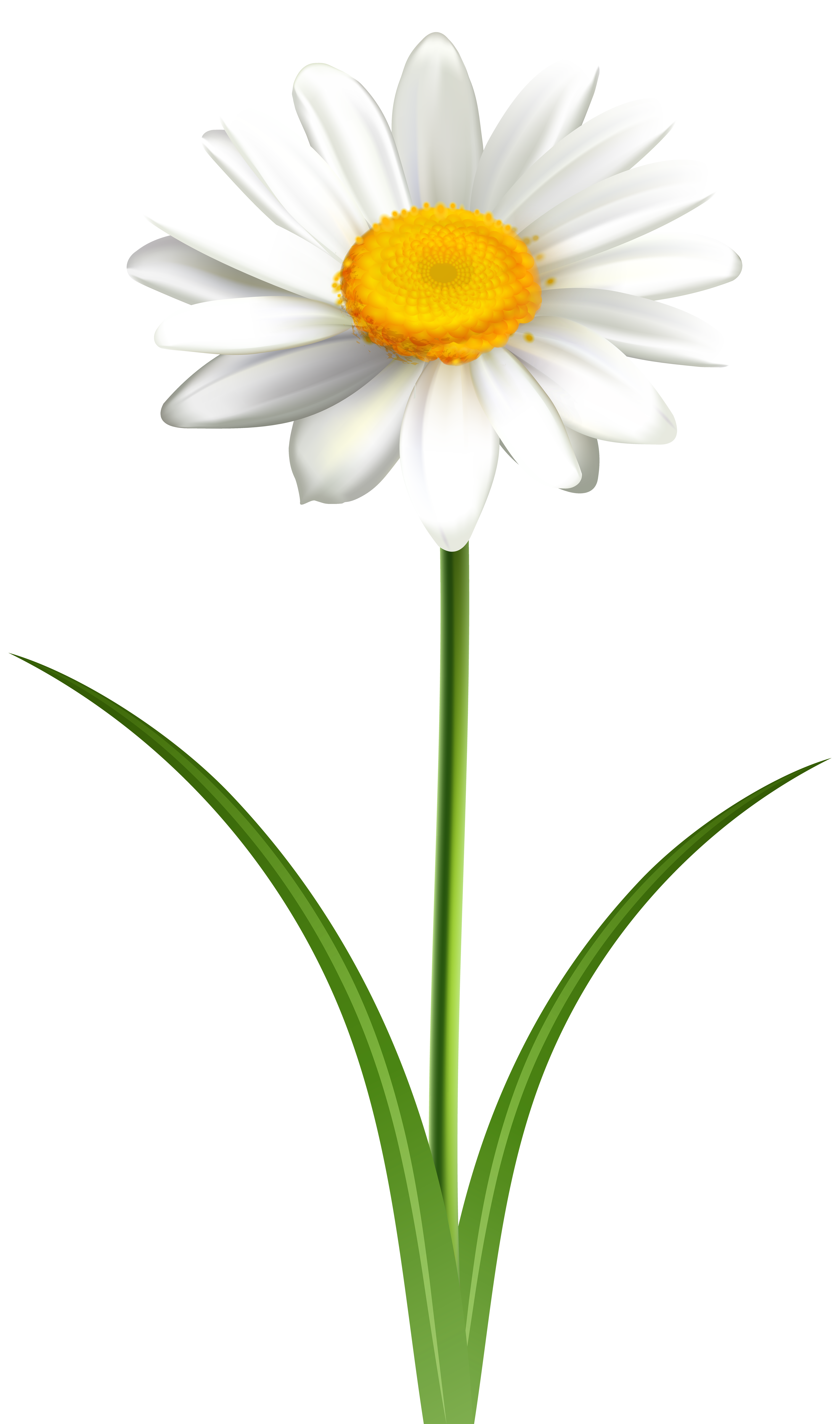 Common Daisy Clip Art White Daisy Transparent Png Clip Art Image Png Images