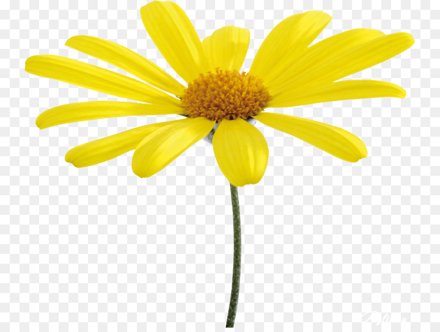 Flower Yellow Oxeye daisy - Flower Yellow png download - 800*673 - Free Transparent Flower png Download.