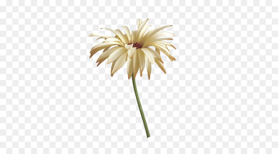 Transvaal daisy Flower Clip art - flower png download - 500*500 - Free Transparent Transvaal Daisy png Download.