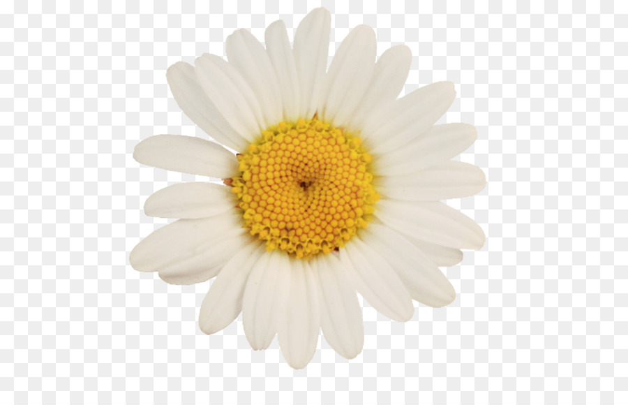 German chamomile Oxeye daisy Flower - camomile png download - 600*570 - Free Transparent German Chamomile png Download.