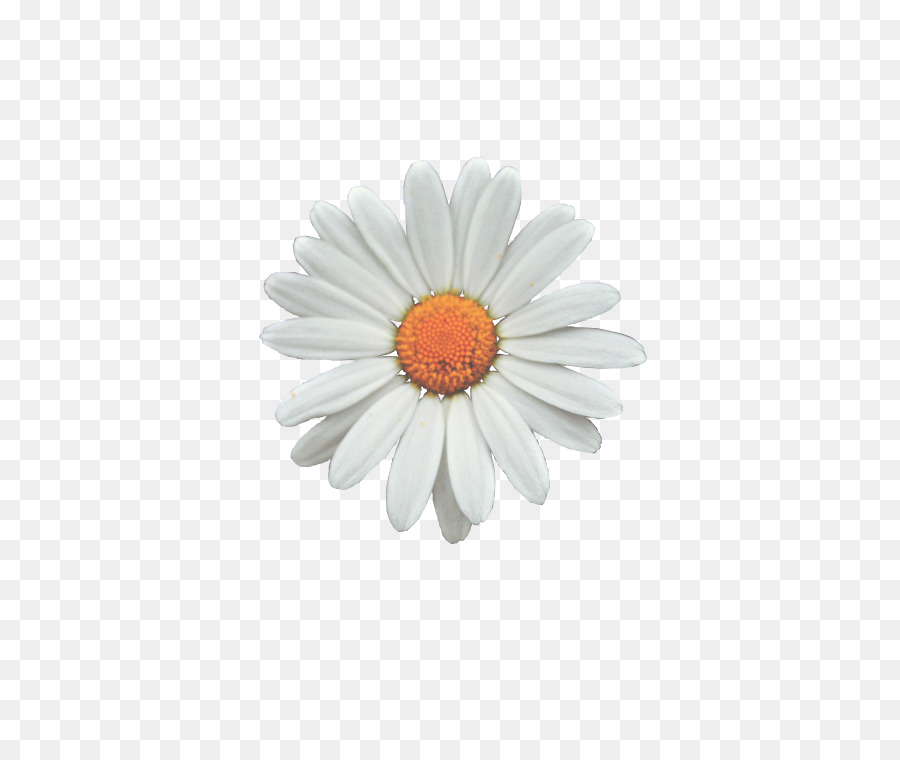Common daisy Flower Clip art - daisy png download - 500*750 - Free Transparent Common Daisy png Download.