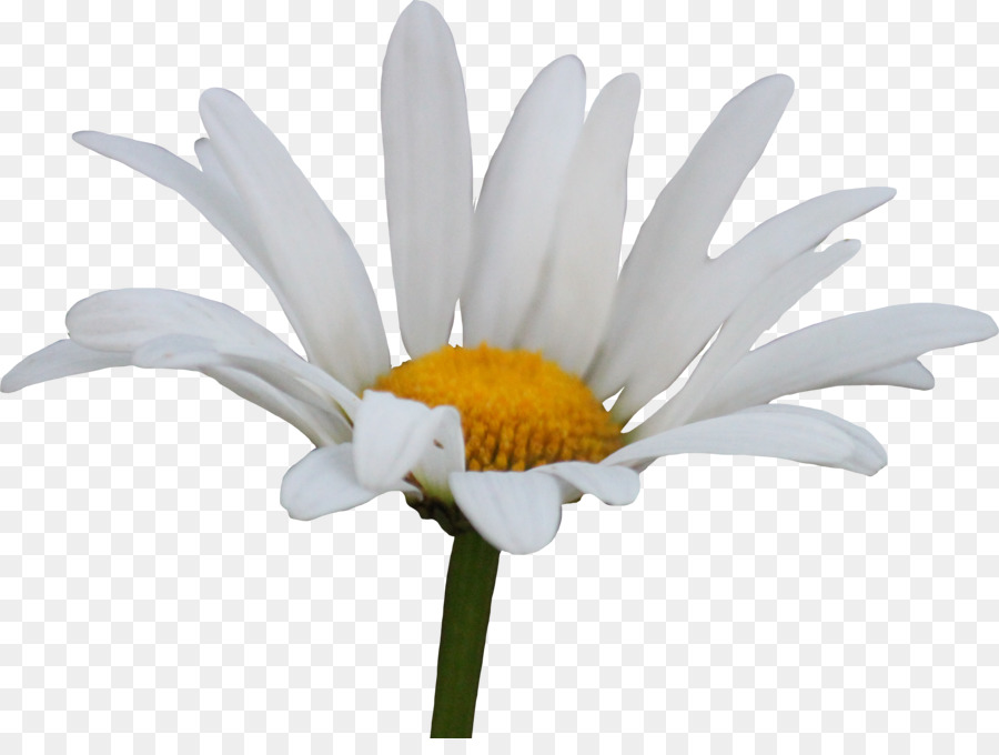 Common daisy Flower Clip art - daisy png download - 900*665 - Free Transparent Common Daisy png Download.