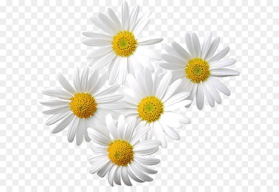 Skeleton Flower Light Petal - Transparent Daisies Clipart png download - 1024*950 - Free Transparent Common Daisy png Download.