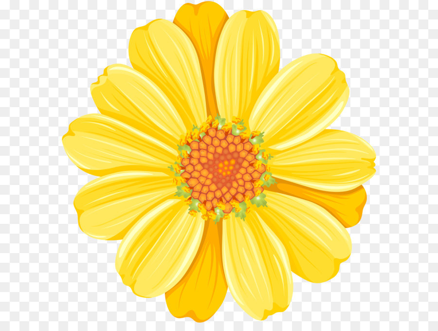 Yellow Daisy Festival Common daisy Clip art - Yellow Daisy PNG Transparent Clip Art Image png download - 7816*8000 - Free Transparent Common Daisy png Download.