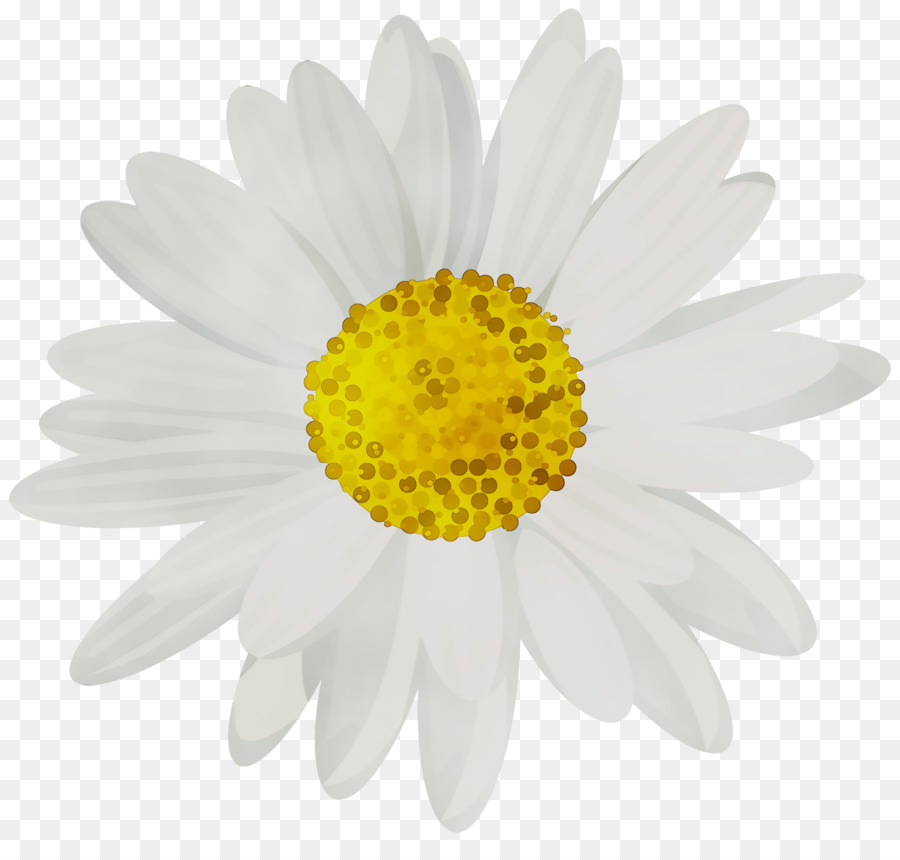 Portable Network Graphics Clip art Common daisy Desktop Wallpaper Image -  png download - 3000*2804 - Free Transparent Common Daisy png Download.