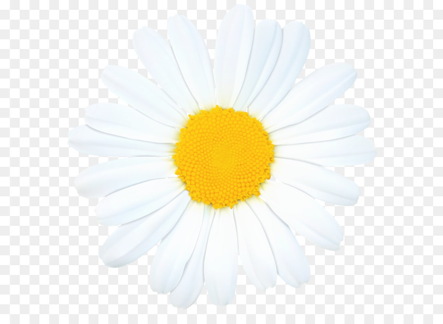 Roman chamomile Oxeye daisy Chrysanthemum Transvaal daisy Argyranthemum frutescens - Daisy PNG Clip Art Image png download - 8000*7910 - Free Transparent Roman Chamomile png Download.