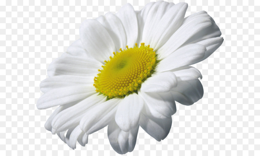Chamomile Clip art - Camomile PNG image, free flower picture png download - 700*576 - Free Transparent Chamomile png Download.