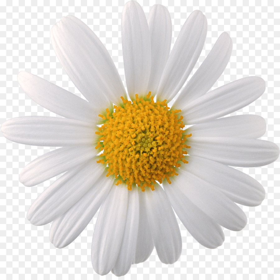 Chamomile Flower - Camomile Face PNG png download - 1885*1865 - Free Transparent  png Download.