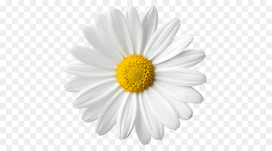 Common daisy Flower Stock photography Clip art - daisy png download - 500*500 - Free Transparent Common Daisy png Download.