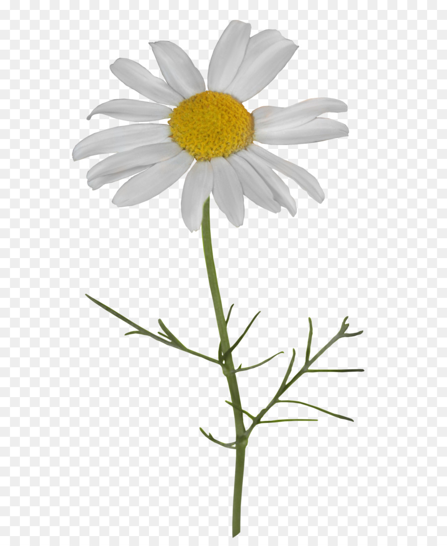 Common daisy Portable Network Graphics Image Chamomile Oxeye daisy - chamomile png download - 654*1088 - Free Transparent Common Daisy png Download.