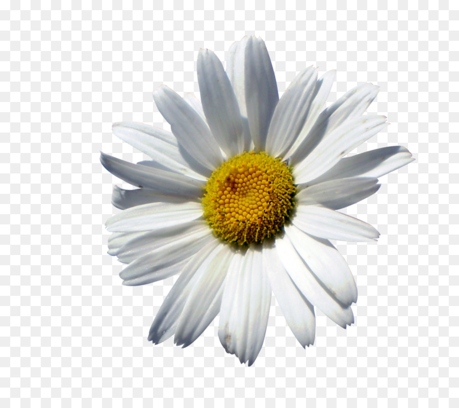 Common daisy Oxeye daisy Marguerite daisy Chrysanthemum Roman chamomile - chrysanthemum png download - 1024*906 - Free Transparent Common Daisy png Download.