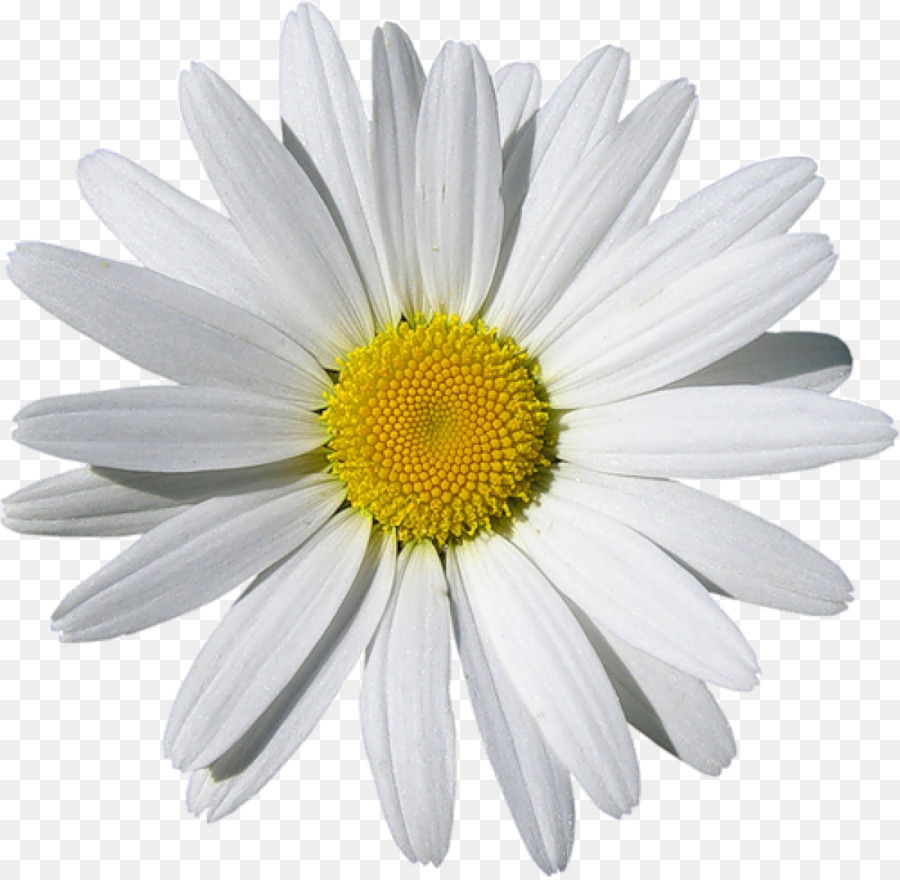 Chamomile Common daisy Clip art - chamomile png download - 1200*1169 - Free Transparent Chamomile png Download.