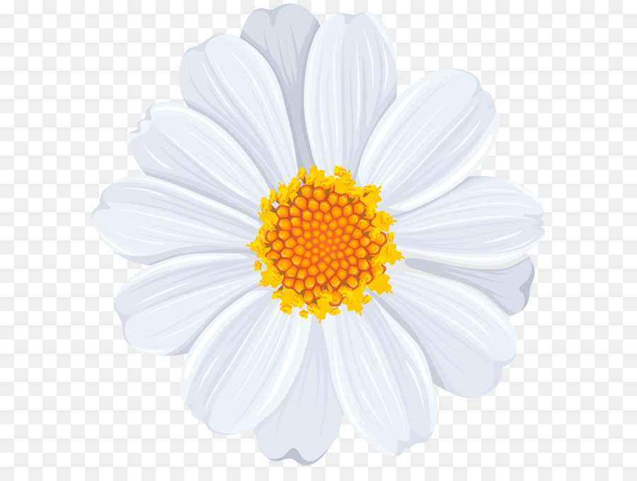 Common daisy Clip art - White Daisy PNG Transparent Clip Art Image png ...