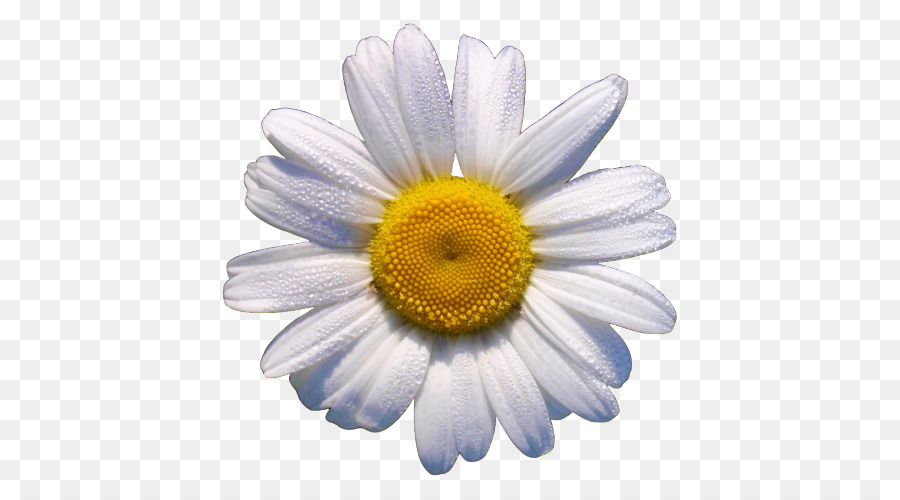 Clapham Wilstead Daisy May Florists Sharnbrook Bedford - daisy png download - 500*500 - Free Transparent Clapham png Download.