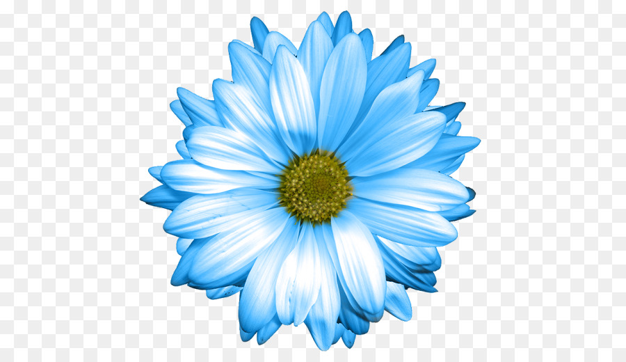 Common daisy Oxeye daisy Blue Marguerite daisy Daisy family - chrysanthemum png download - 500*505 - Free Transparent Common Daisy png Download.