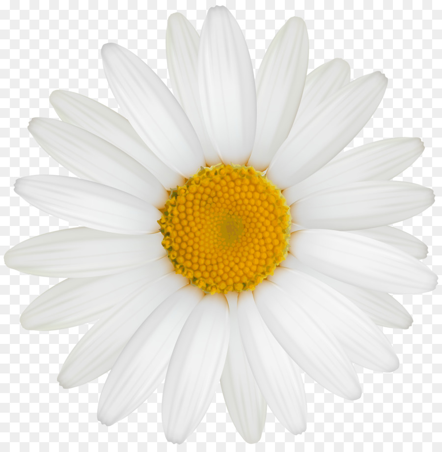 Common daisy Clip art - camomile png download - 3000*3048 - Free Transparent Common Daisy png Download.